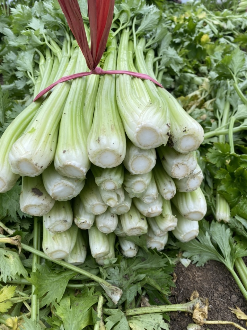 河南安阳滑县史固西芹种植基地