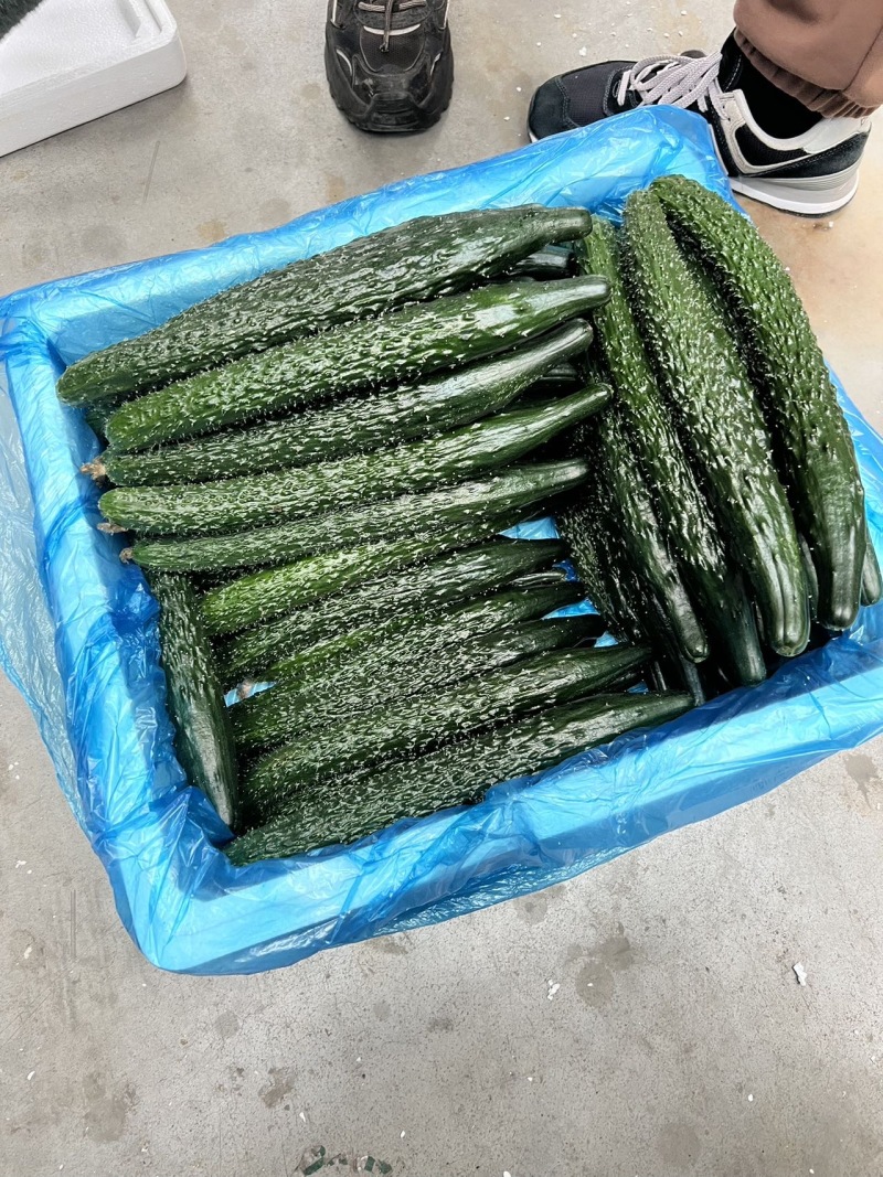 山东一级精品水黄瓜泡沫箱新鲜山东一级水黄瓜