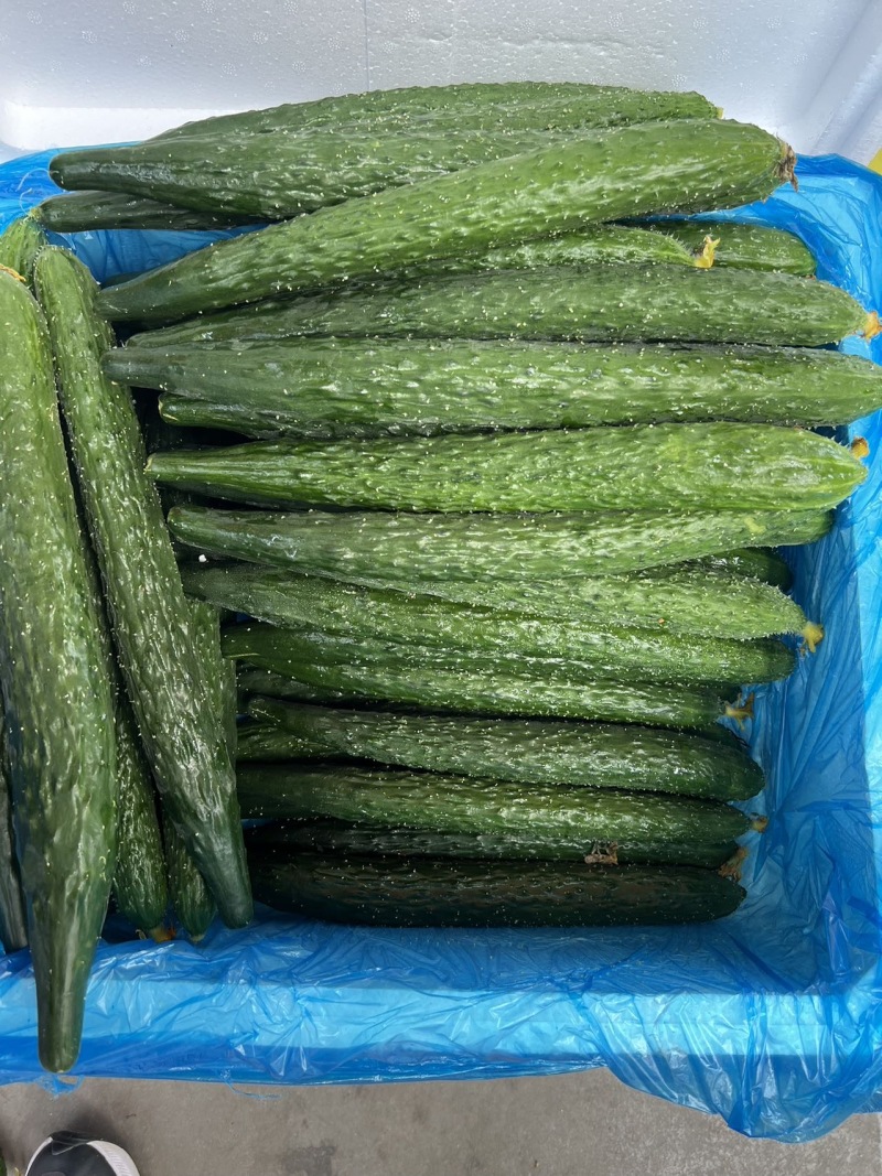 山东一级精品水黄瓜泡沫箱新鲜山东一级水黄瓜