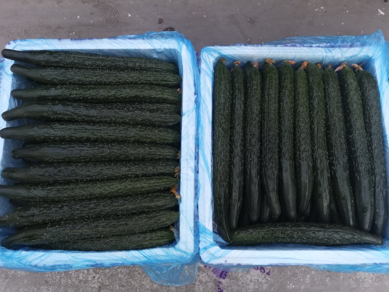 山东一级精品水黄瓜泡沫箱新鲜山东一级水黄瓜