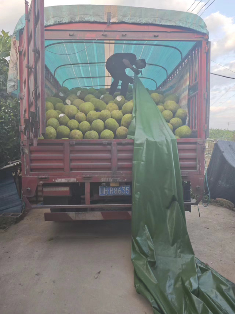菠萝蜜泰八菠萝蜜量大发货运费自理欢迎来电