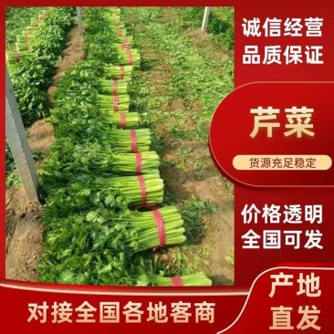 夏邑大棚中小棵芹菜大量上市中，保质保量