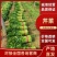 夏邑大棚中小棵芹菜大量上市中，保质保量