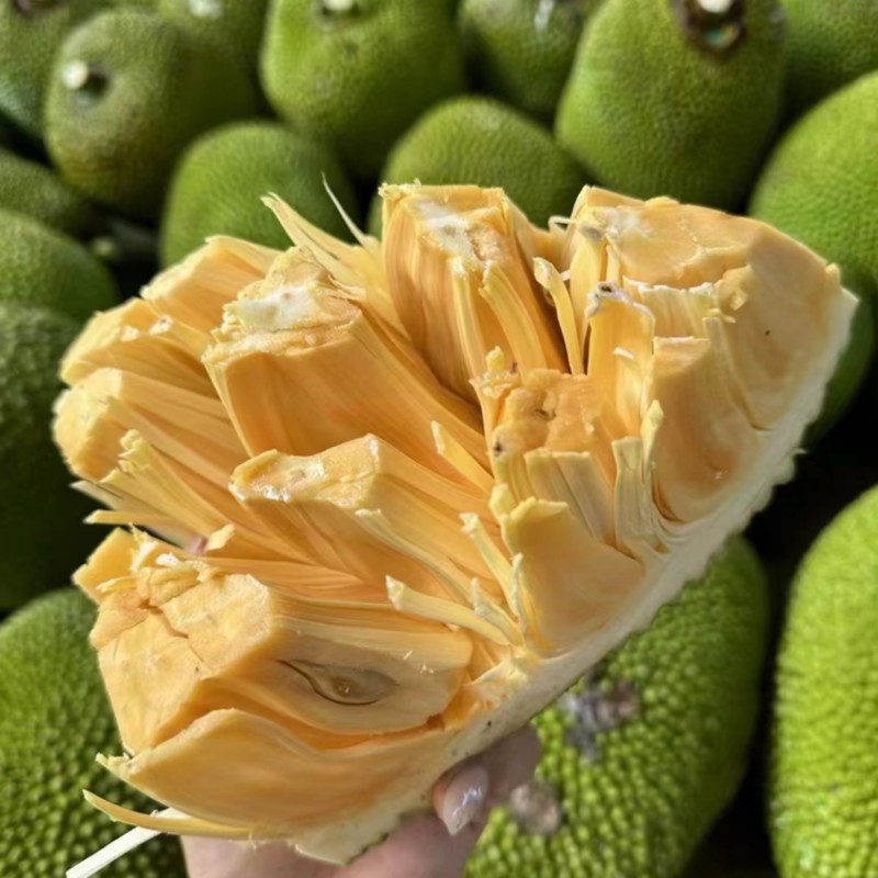 菠萝蜜泰八菠萝蜜量大发货运费自理欢迎来电