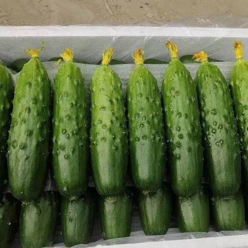 辽宁精品一级旱黄瓜泡沫箱装新鲜刚到辽宁一级旱黄瓜