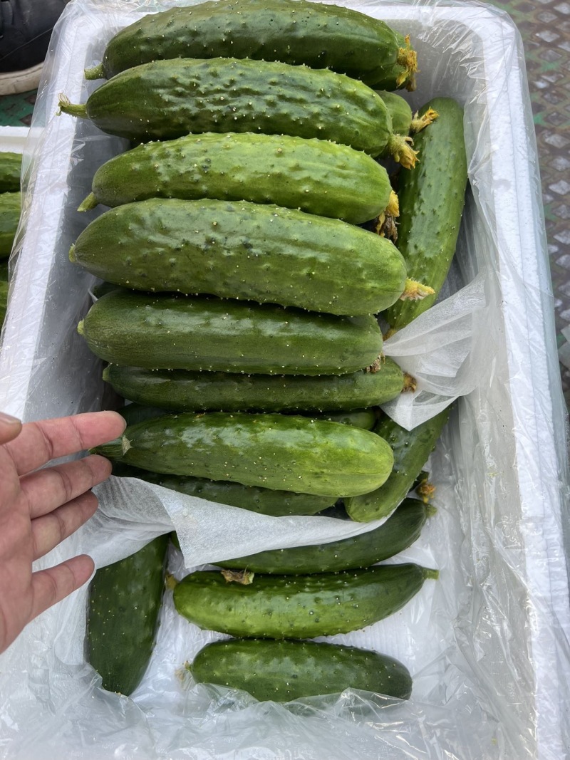 辽宁精品一级旱黄瓜泡沫箱装新鲜刚到辽宁一级旱黄瓜