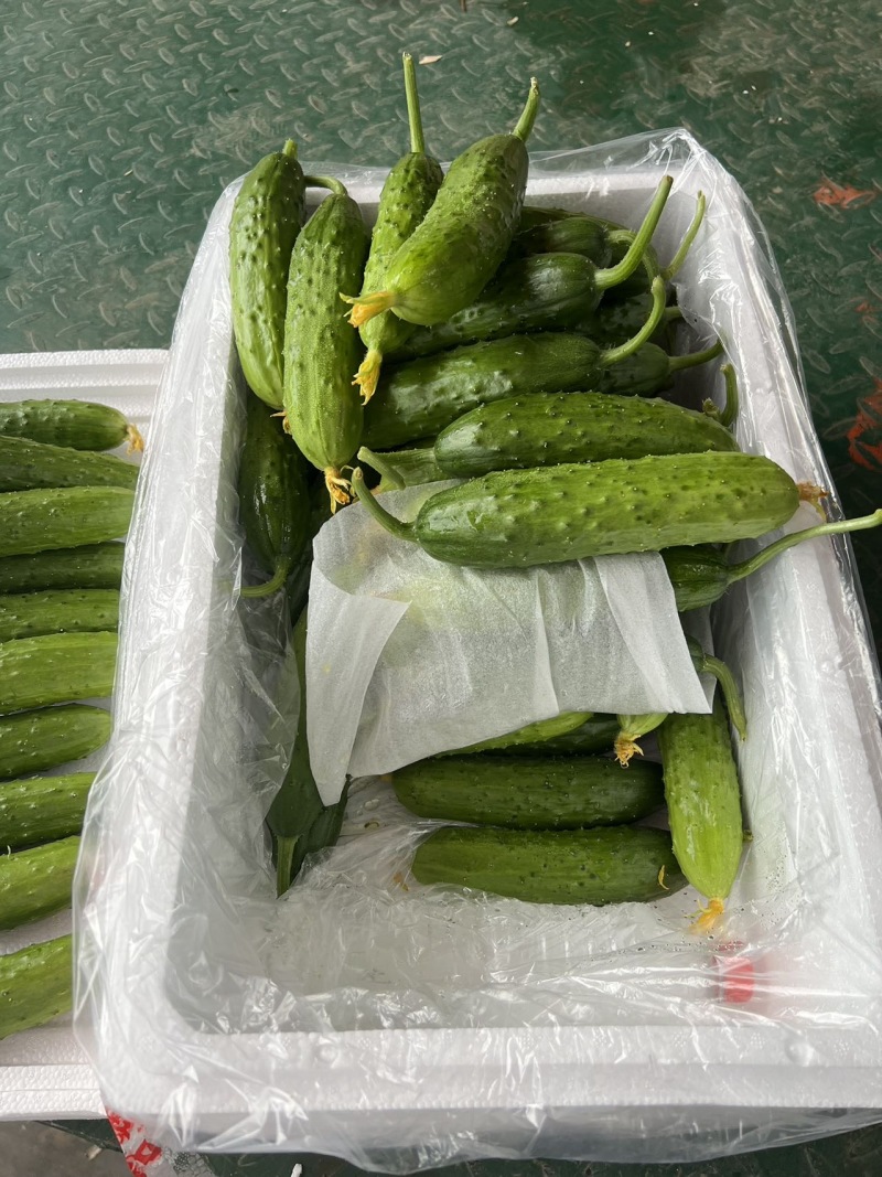 辽宁精品一级旱黄瓜泡沫箱装新鲜刚到辽宁一级旱黄瓜