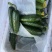 辽宁精品一级旱黄瓜泡沫箱装新鲜刚到辽宁一级旱黄瓜