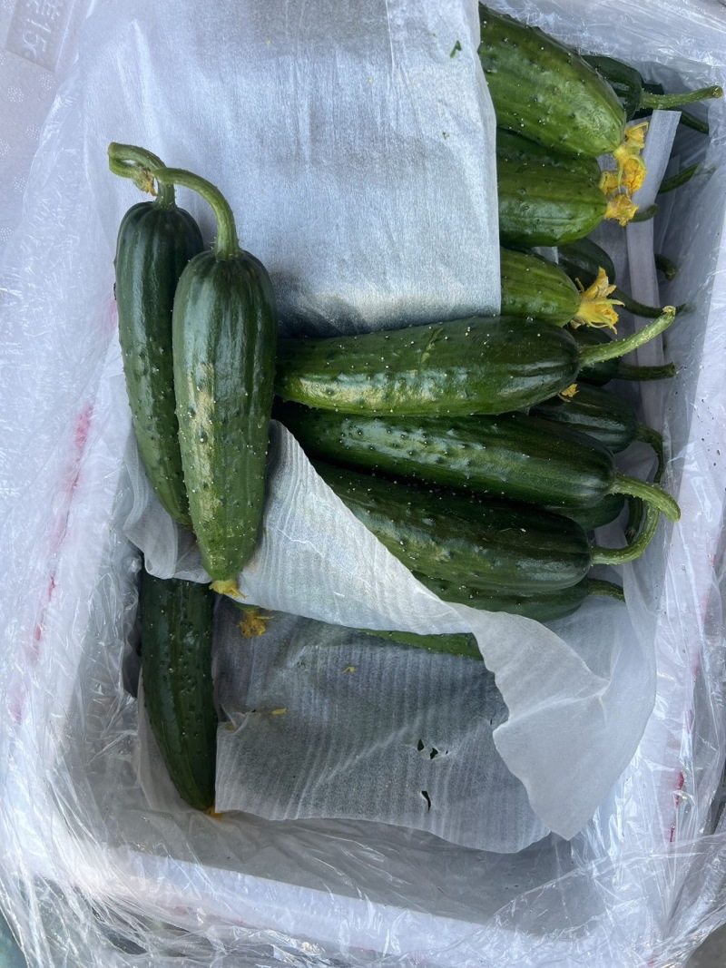 辽宁精品一级旱黄瓜泡沫箱装新鲜刚到辽宁一级旱黄瓜