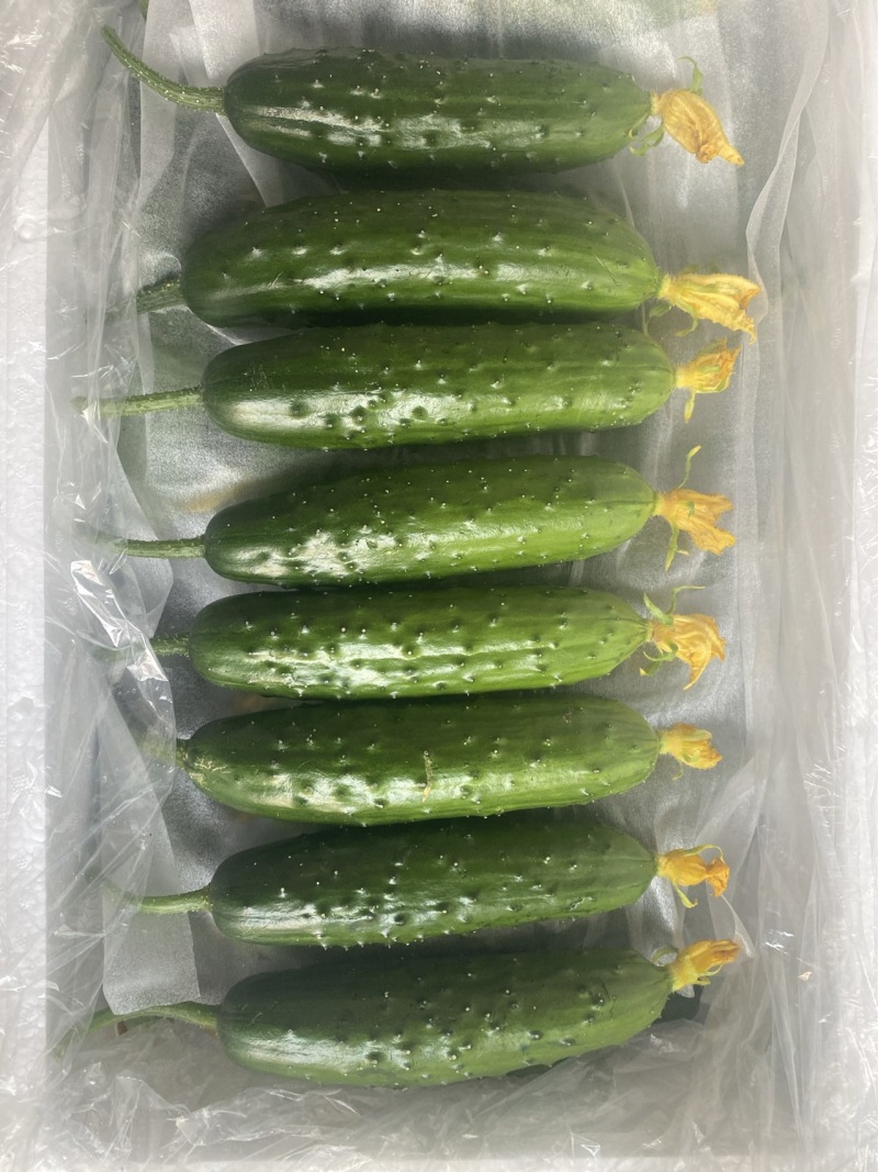 辽宁精品一级旱黄瓜泡沫箱装新鲜刚到辽宁一级旱黄瓜
