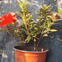 一件代发，一件代发，一件代发各类花卉植物盆景，绿化苗木