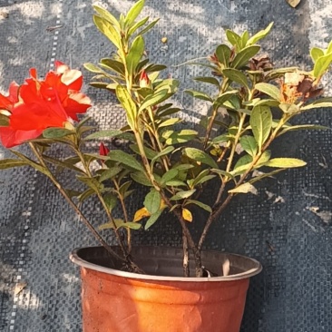 一件代发，一件代发，一件代发各类花卉植物盆景，绿化苗木