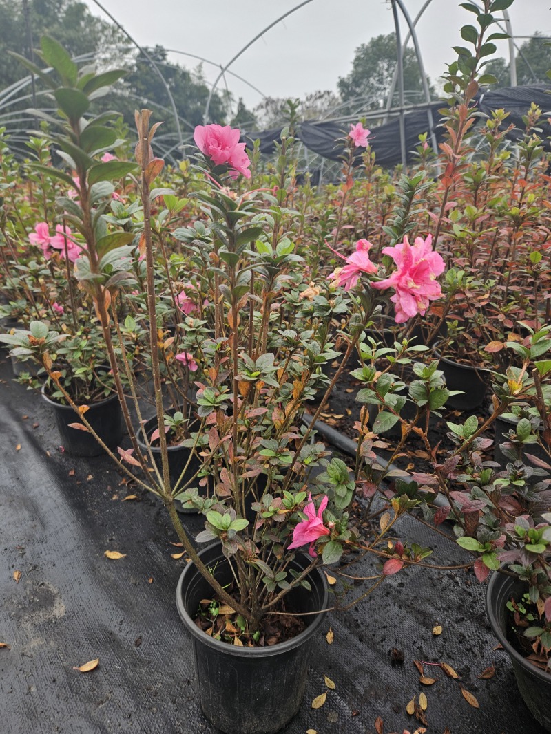 安酷杜鹃可1加仑，双色杯一件代发