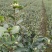 一件代发，一件代发，一件代发各类花卉植物盆景，绿化苗木
