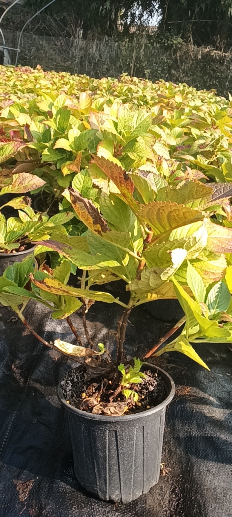 一件代发，一件代发，一件代发各类花卉植物盆景，绿化苗木