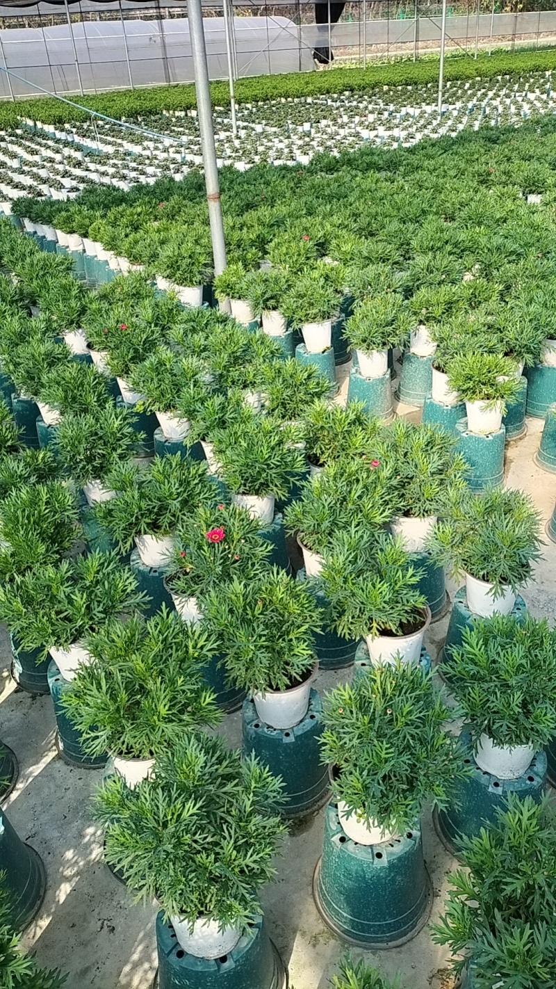 一件代发，一件代发，一件代发各类花卉植物盆景，绿化苗木
