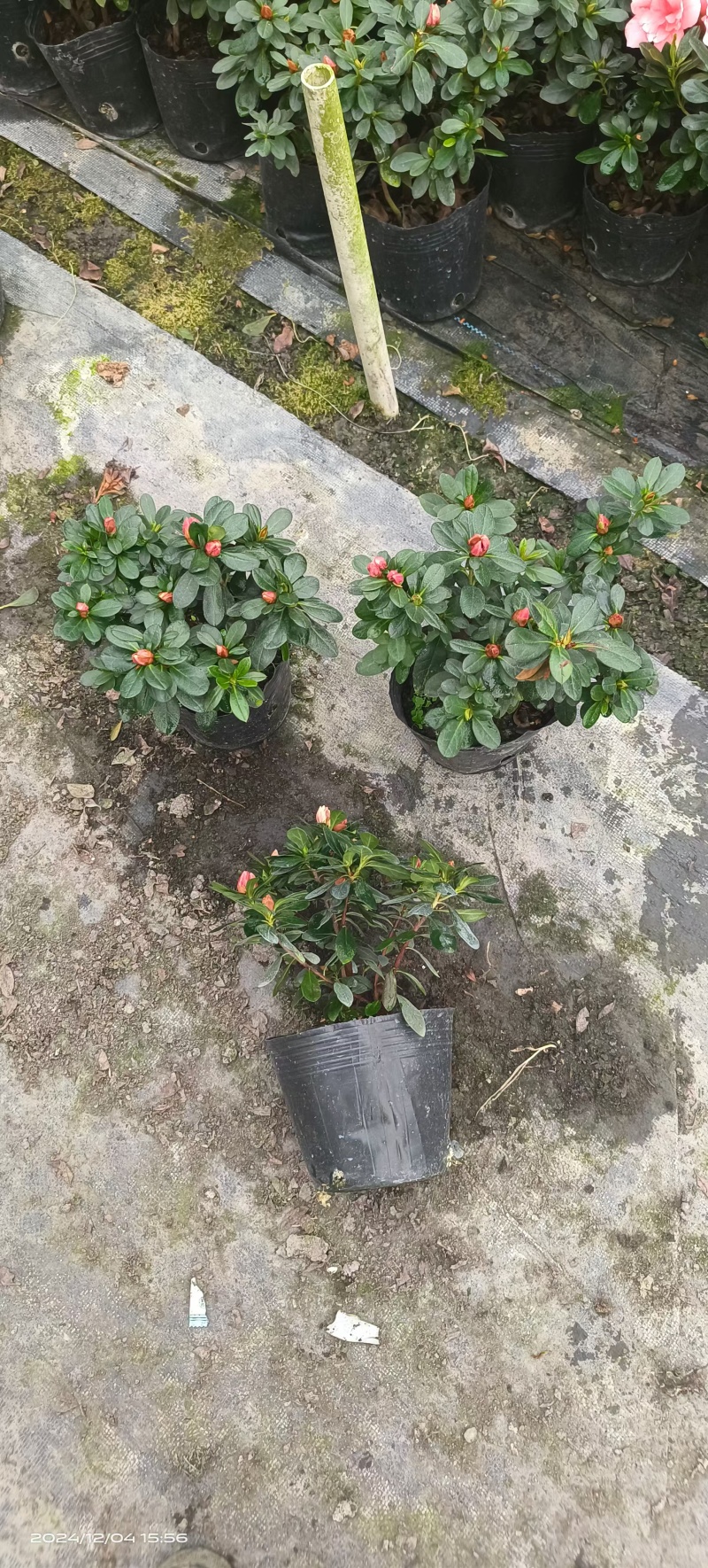 一件代发，一件代发，一件代发各类花卉植物盆景，绿化苗木
