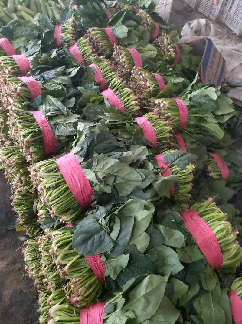 聊城大叶菠菜精品菠菜越冬冷棚菠菜各种质量齐全，