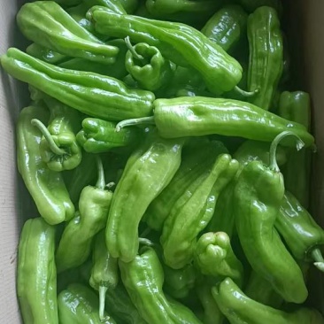 新鲜现摘现发，联系方式***********