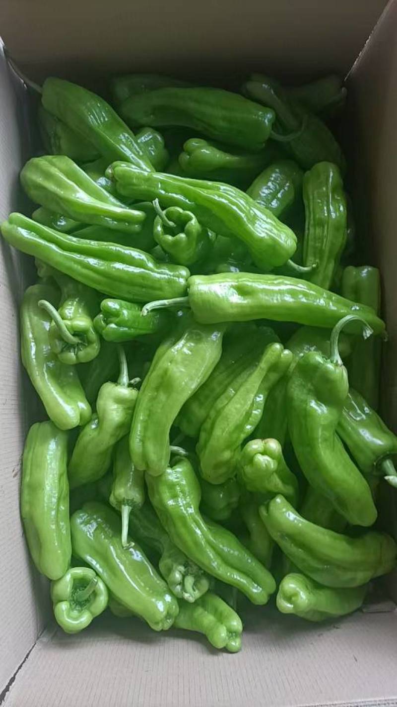 新鲜现摘现发，联系方式***********