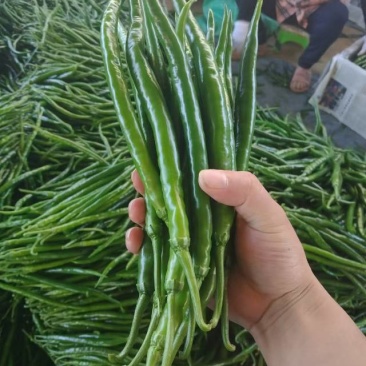 新苗三号线椒鲜摘现发，联系方式***********