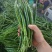 新苗三号线椒鲜摘现发，联系方式***********