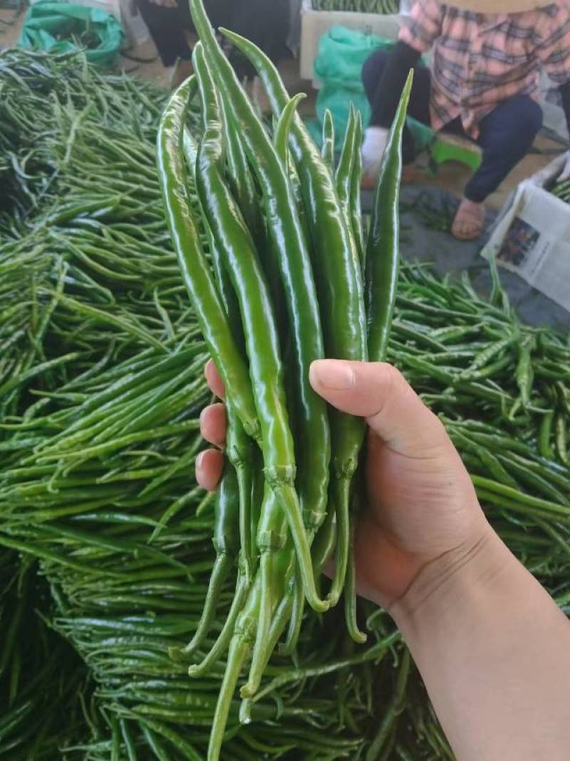 新苗三号线椒鲜摘现发，联系方式***********