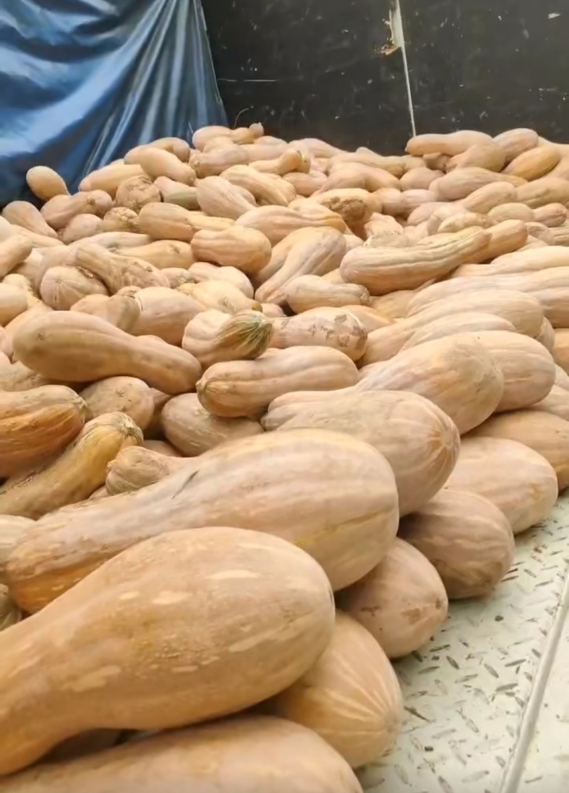 山东南瓜老品种甜面黄蜜瓜南瓜新鲜蔬菜粉糯香甜长南瓜
