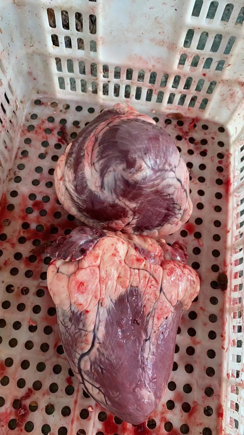 牛心，生牛心，鲜冻牛心，鲜冻生牛心。。。