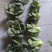 精品太湖菜，矮脚青