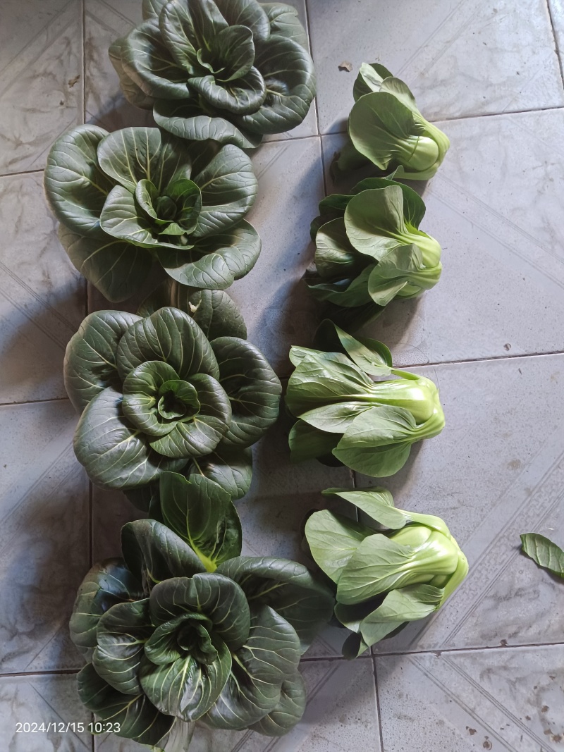 精品太湖菜，矮脚青