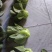 精品太湖菜，矮脚青