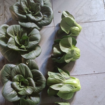 精品太湖菜，矮脚青