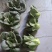 精品太湖菜，矮脚青