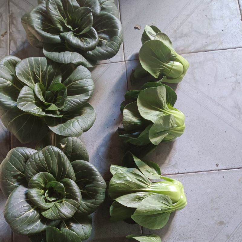 精品太湖菜，矮脚青