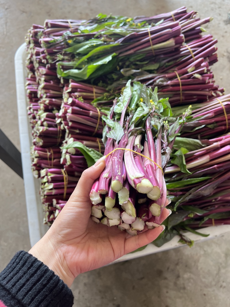 红菜苔，紫菜苔，油菜苔产地一手货源，量大从优