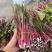 红菜苔，紫菜苔，油菜苔产地一手货源，量大从优