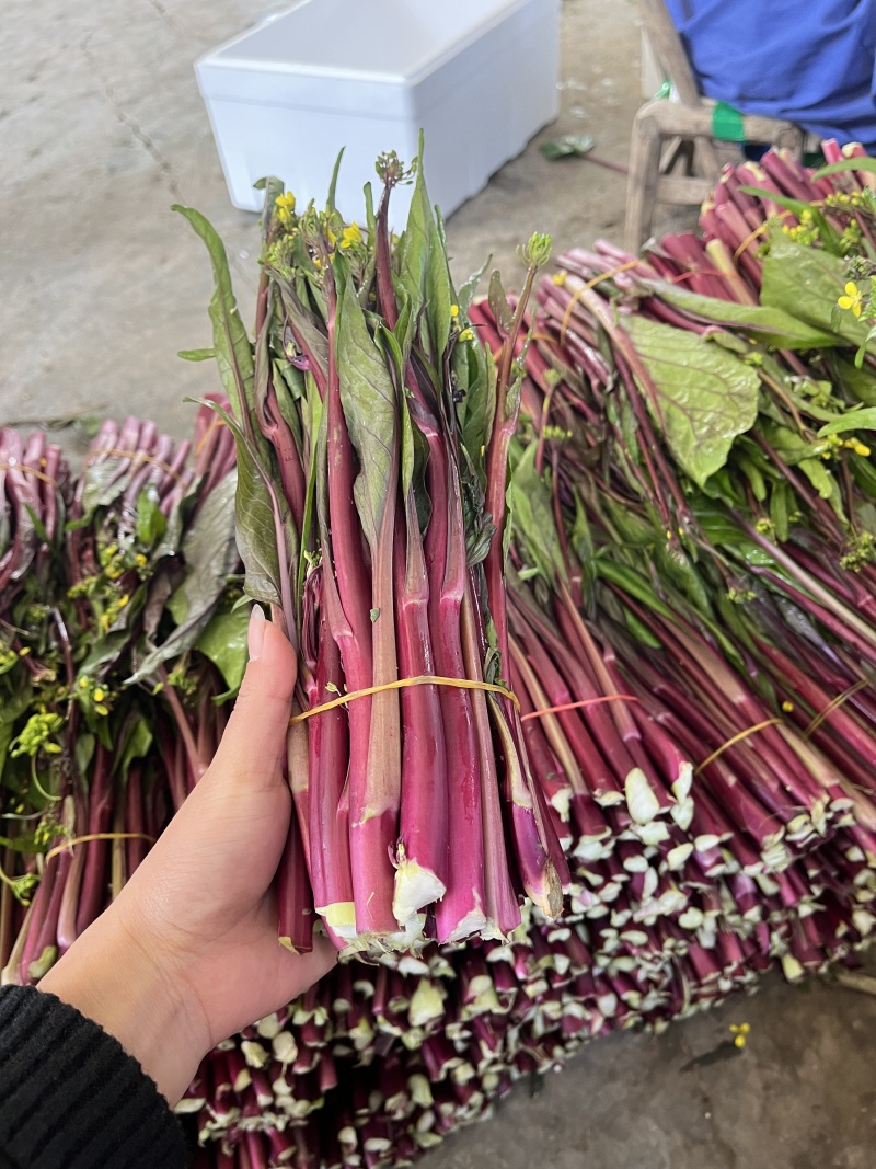 红菜苔，紫菜苔，油菜苔产地一手货源，量大从优