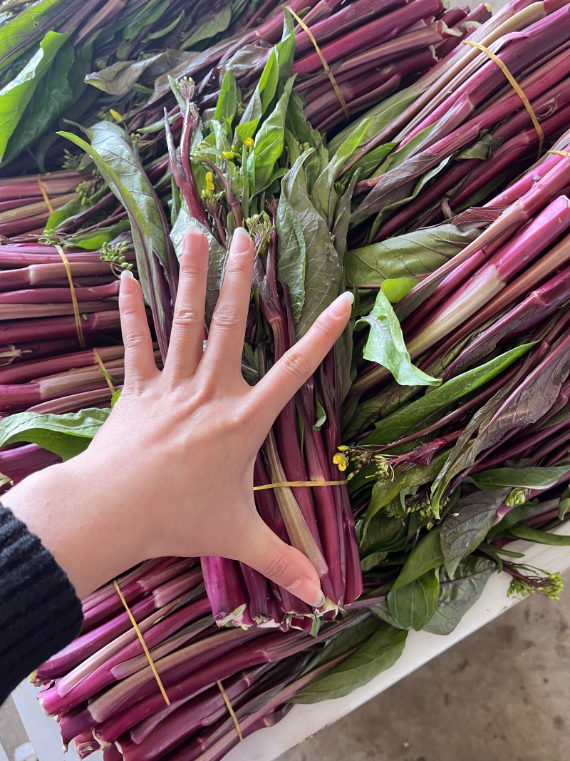 红菜苔，紫菜苔，油菜苔产地一手货源，量大从优