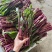 红菜苔，紫菜苔，油菜苔产地一手货源，量大从优