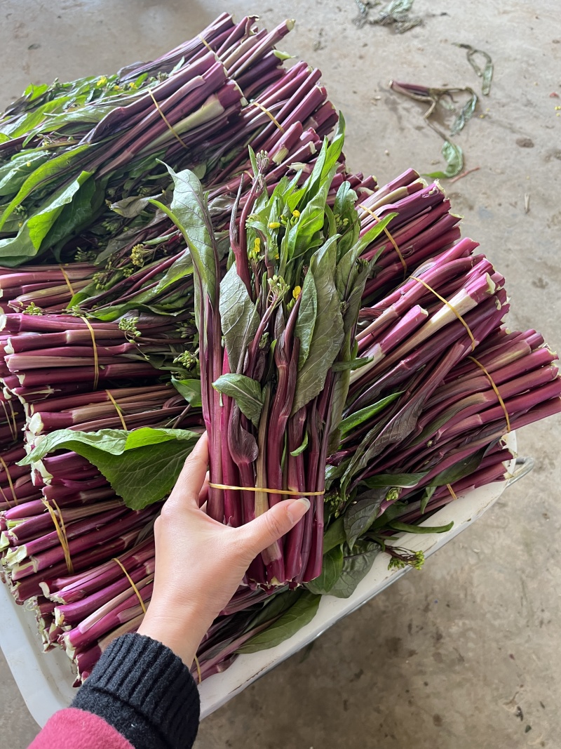 红菜苔，紫菜苔，油菜苔产地一手货源，量大从优