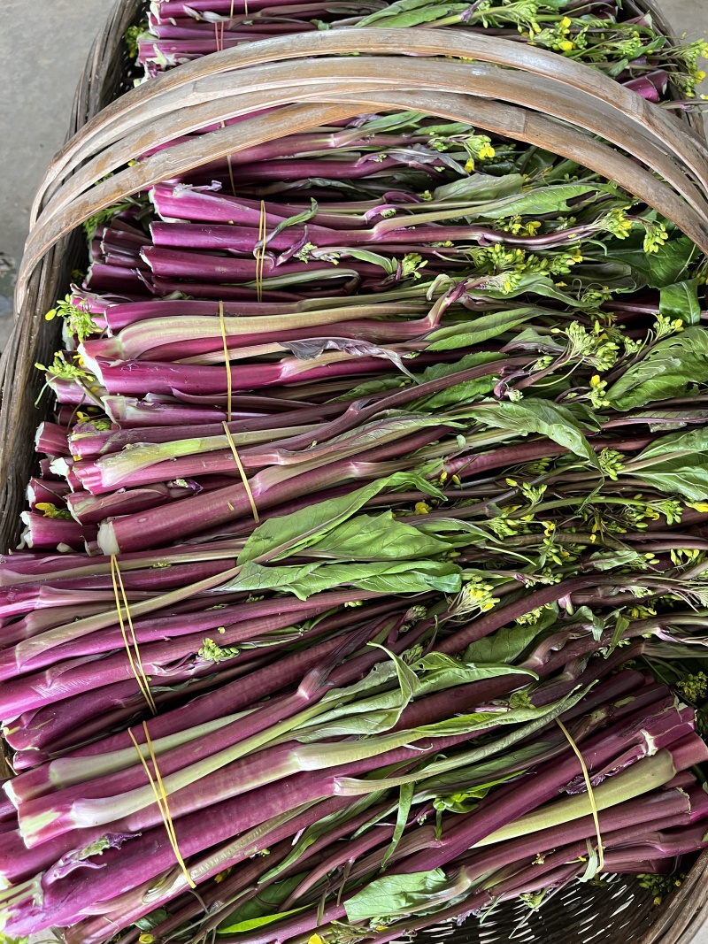 红菜苔，紫菜苔，油菜苔产地一手货源，量大从优