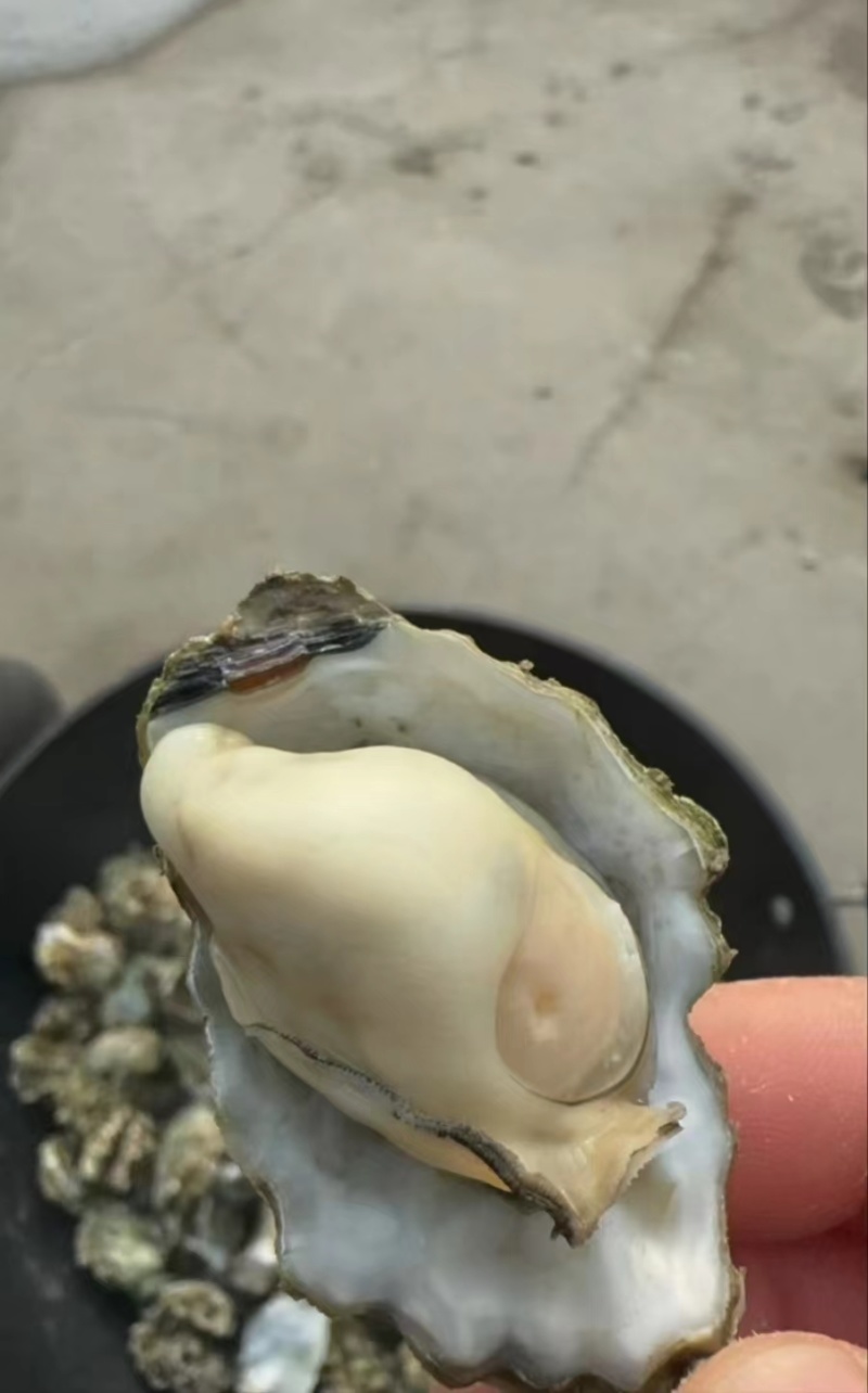 大家好，小花边蛎子上市，生蚝需要的老板们咨询订单，一手货