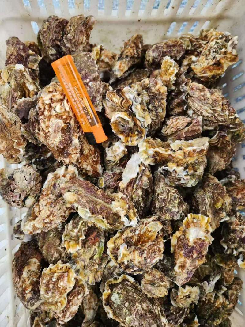 大家好，小花边蛎子上市，生蚝需要的老板们咨询订单，一手货