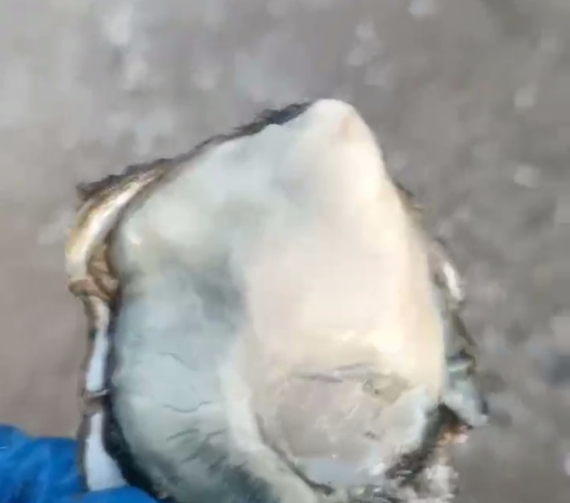 大家好，小花边蛎子上市，生蚝需要的老板们咨询订单，一手货