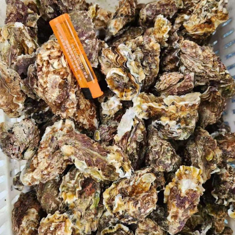 大家好，小花边蛎子上市，生蚝需要的老板们咨询订单，一手货