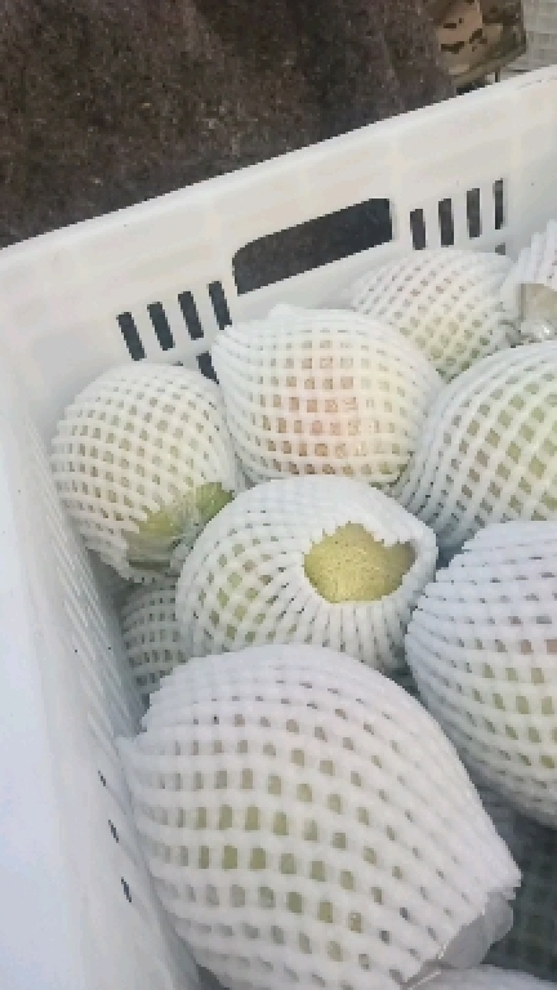 阳信膜代鸭梨