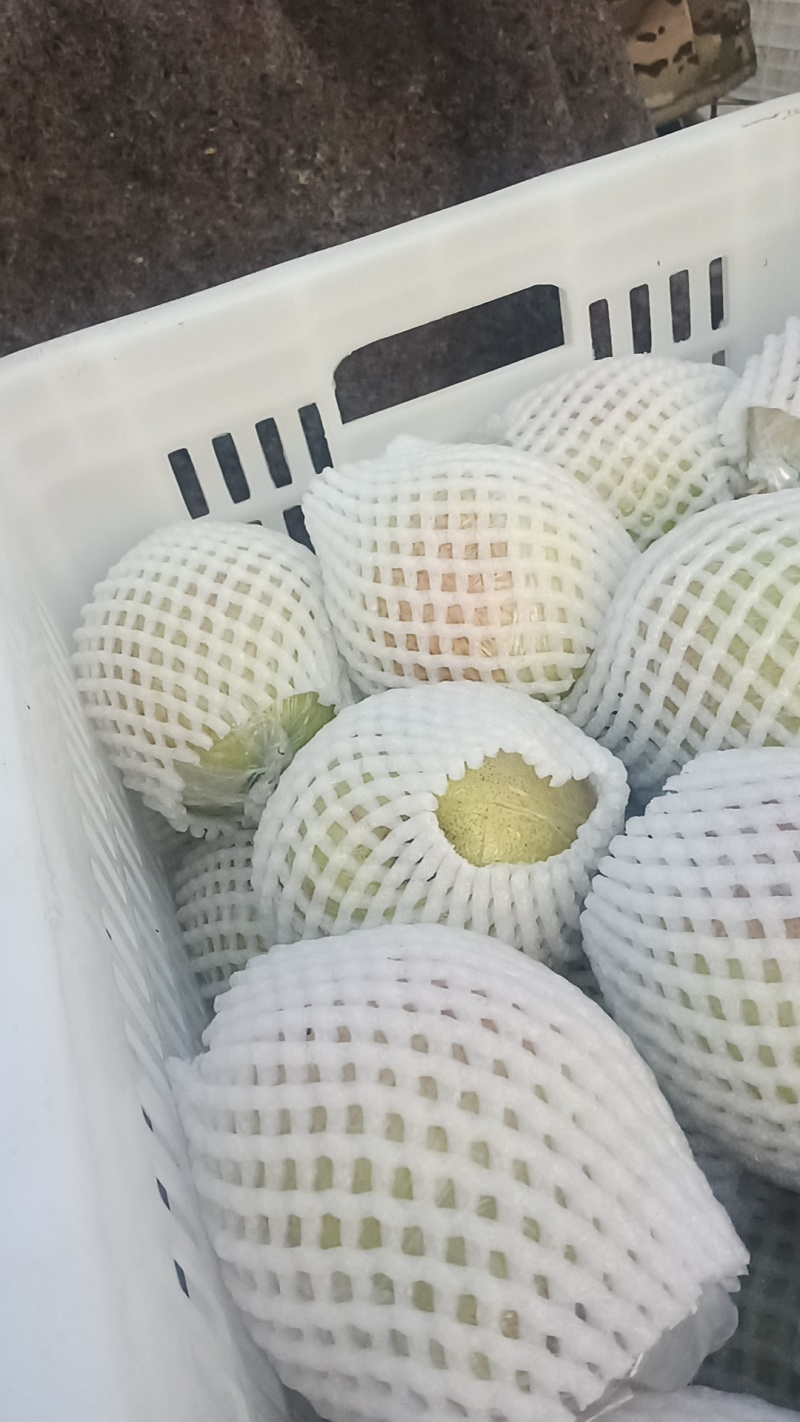阳信膜代鸭梨