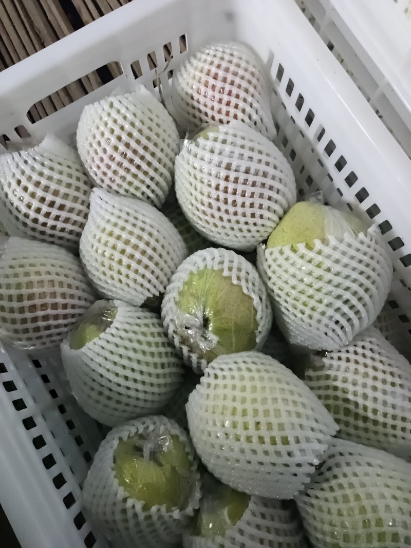 阳信膜代鸭梨