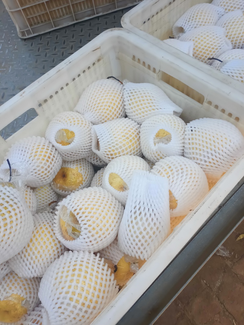 阳信膜代鸭梨